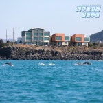 제주도 돌고래 보트 투어 요트 이색 체험 제주 액티비티 레저 놀거리 : 제주돌고래힐링투어