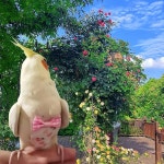 매그놀로란 2개의 새 기저귀 하네스 비행복, 80인치 비행 목줄 재사용 가능한 앵무새 냅피, 코카티엘 버디 코누어 잉꼬 러브버드-핑크&블루용... 