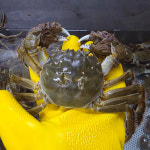 자연나라 국산 자연산 민물 참게 500g 급냉 참게장 간장게장 매운탕 재료 : 자연나라다슬기