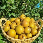 [서기네농장]자연에서 자란 토종돌배 산돌배 생돌배 3kg 건조 돌배 : 서기네농산물