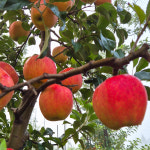 예산사과, 선물용 사과, 부사, 5kg, 달콤아삭사과, 제수용 : 달콤아삭농장