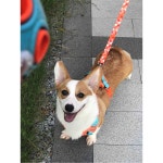 조절식 강아지 자동차 안전 강아지카시트 초연질 하 벨트 프랑스 세줄 오렌지/55 S 가슴둘레36 50체중8 19근 : 원클릭샵1