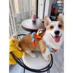 조절식 강아지 자동차 안전 강아지카시트 초연질 하 벨트 프랑스 세줄 오렌지/55 S 가슴둘레36 50체중8 19근 : 원클릭샵1