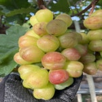 삼영농장 프리미엄 포도 바이올렛킹 800g(1팩) 17브릭스 이상 보장 : 인생 Shop