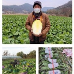 HACCP 국내산 전라도 베테랑 포기김치 3kg 5kg : 리스토어라이프