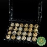 PET 투명 플라스틱 메추리알 트레이 일회용 두꺼운 18구 24구 충돌 방지 내충격성 슈퍼마켓 포장 상자 : 이지시스템01