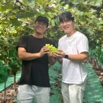 머루포도 캠벨포도 MBA머루 특품 3kg 젊은맛이야기 : 젊은맛이야기