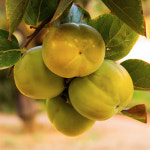 제철한정 시원 아삭한 배의 식감 태추 단감 태추감 대주단감 배감 소과 중과 대과 가정용 선물용 : 어디든 과일