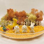 테라리움 키트 정원 만들기 나만의 사계절 모스가든 체험 DIY : 식물101