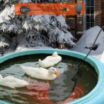 겨울철 조류 목욕 히터용 카자누 닭 온수기, 온도 조절 풀 커버 알루미늄 드 서, 가축 가금류 및 야생 조류를 위한 효율적인 잠수 히터 사용 250W... 