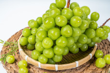 고당도 송산 샤인머스켓농장 2kg 4kg 수출용 가정용 제철 추석 명절 선물세트 : 송산머스켓