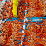 유가네농수산 자숙 홍게 붉은 대게 A급 (7-10미) 1kg, 3개 : 킹스몰코리아