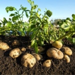 강원도감자 두백수미 조림 수제비 캠핑 대2kg : 오촌언니