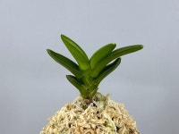 용인난원 취선 풍란 부귀란 공기정화 반려식물 풍난 : 용인난원