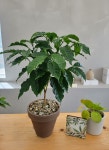 커피나무 관엽식물 중형 반려식물 키우기 플랜트메이트 : Plantmate