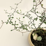 마오리코로키아 공기정화식물 중형 (짧은형) 반려식물 키우기 플랜트메이트 : Plantmate