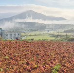 - 25년 익산고구마 카라유타카 꿀고구마  익산삼형제고구마농장 3kg 5kg : 익산 삼형제 고구마농장
