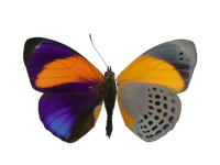 마르키 보석나비 표본 davisi Asterope markii 곤충 표본 : 자연속 친구들