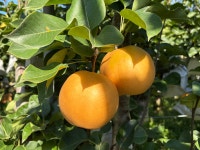 산지직송 나주 배 7.5kg 선물세트, 가정용 고당도 햇배 : 나주 철수네농장