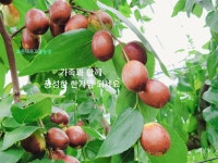 신동우 생대추6호24mm/2kg : 보은대추고을농장