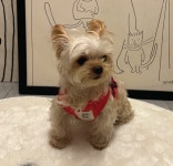 Preppy Dog Harness 소형견 프레피 독 하네스 세트 (Sera Magenta) : 헤이쥬드 Hey JUD