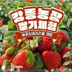 강릉여행 패키지 딸기따기체험 / 농장 어린이 가족 커플 테라리움 체험 : 가자여행사