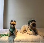Preppy Dog Harness 소형견 프레피 독 하네스 세트 (Soul Green) : 헤이쥬드 Hey JUD