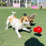 나일라본 트리트린 콘 강력한 스터블 츄 토이 천연 고무 충전식 트리트먼트 디스펜싱 도그 : 핫딜랜드몰