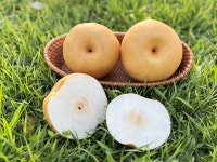 산지직송 나주 배 7.5kg 선물세트, 가정용 고당도 햇배 : 나주 철수네농장