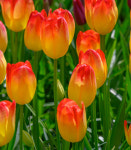 튤립 선캐쳐 5구 : 소요 SOYO