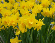 수선화 골든 딜리셔스 2구 : 소요 SOYO