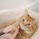 [박스스크래치]New 릴라러브스잇 포케어 강아지 무향 발밤 발바닥보습 60ml 독일산 : 릴라러브스잇