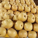 [농가직송] 안동 신고배 5kg 부터 7. 5 kg 설날 선물 세트 포장 : 달무리농장