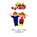 2025 밀양 건대추 햇대추 국내산 농가직영 선물용 요리용 : 가라골농장