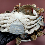 산지직송 연평도 꽃게 제철 봄,겨울 알배기 활꽃게 급냉 암게 냉동 몽당 암꽃게 1KG : 명희공판장