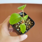 호말로메나 바닐라 6cm pot - [랜덤발송] 이농장 : 이농장