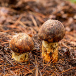 진한 솔향의 매력 산속의 보물 송이버섯 1등급 2등급 정지품 개산품 등외 : 미식탁 스토어