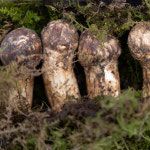 진한 솔향의 매력 산속의 보물 송이버섯 1등급 2등급 정지품 개산품 등외 : 미식탁 스토어