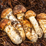 진한 솔향의 매력 산속의 보물 송이버섯 1등급 2등급 정지품 개산품 등외 : 미식탁 스토어