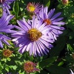 아스타 트와일라잇 6치 포트묘 왜성 가을 야생화 보라꽃 화분 암석정원 노지월동 : 사계애뜰