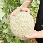 초고당도 프리미엄 머스크멜론 2수 4수 (8kg 내외) : 동은집