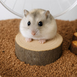 햄스터 자연주의 나무 쉼터 아카시아나무 : 햄블리 HAMVELY