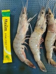 (자연산)서해안 자연산 대하 1kg : 1등수산 만복수산