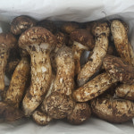 진한 솔향의 매력 산속의 보물 송이버섯 1등급 2등급 정지품 개산품 등외 : 미식탁 스토어