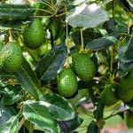 이아네올 후숙 짧은 프리미엄 아보카도 직수입 최상급 대과, 1kg, 1개 : 이아네올