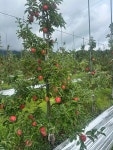 껍질째 먹는 세척사과 경북 2kg 청송 안동 산지직송 가정용 선물용 : 픽팜 PICKFARM
