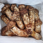 자연산 송이버섯 냉동 솔향기 송이 국내산 자연 국산 능이 시세  선물세트 : 솔향기의 자연산 송이버섯