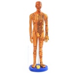 경혈 혈자리 모형 한의학 침구동인 침술 해부 실습 침구학 자침 경혈학 침자리 : 태천마켓