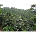 콜롬비아 무 로스팅 그린 커피 원두 100 아라비카 - 세척 단일 농장 원산지 (10 Lb) : 위너리009