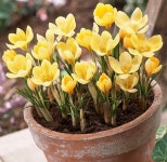 [크로커스 구근] 로맨스 10구 : 화산농원